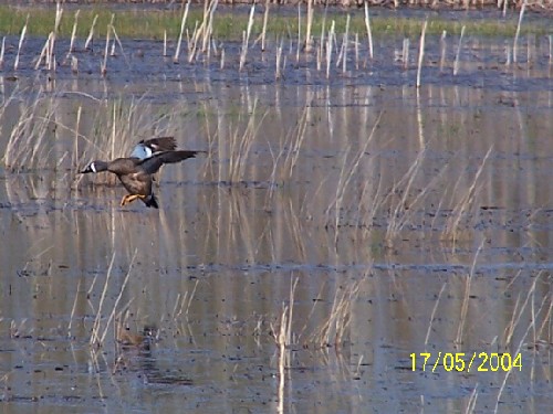 bluewingedteal4.jpg (61289 bytes)