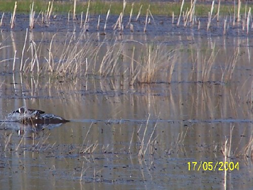 bluewingedteal5.jpg (61433 bytes)