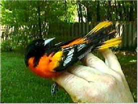 Baltimore Oriole - Male