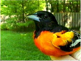  Baltimore Oriole - Male