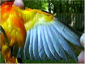 Baltimore Oriole Under Wing