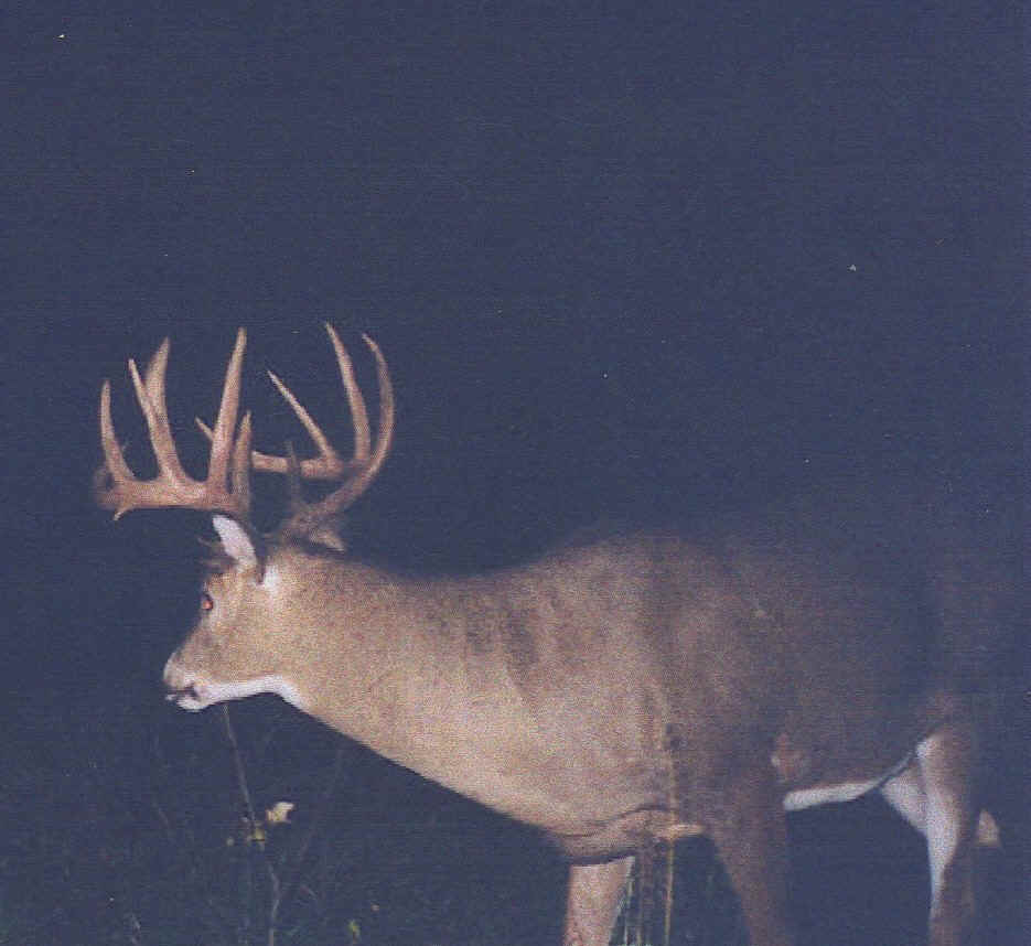 buck one.jpg (263391 bytes)