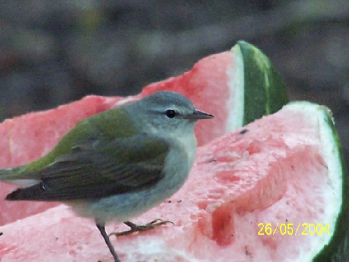 cape may warbler.jpg (45832 bytes)