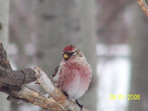 commonredpoll14.jpg (37567 bytes)