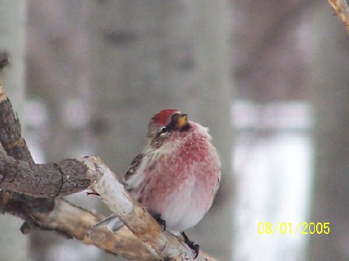 commonredpoll15.jpg (37338 bytes)