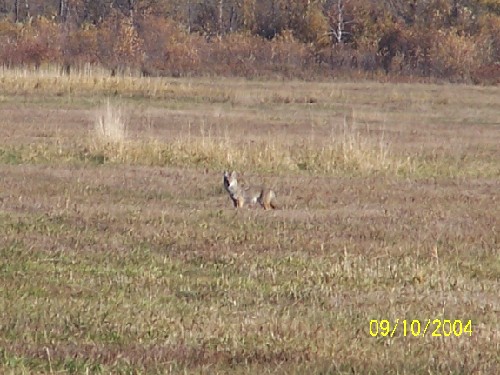 coyote.jpg (68235 bytes)