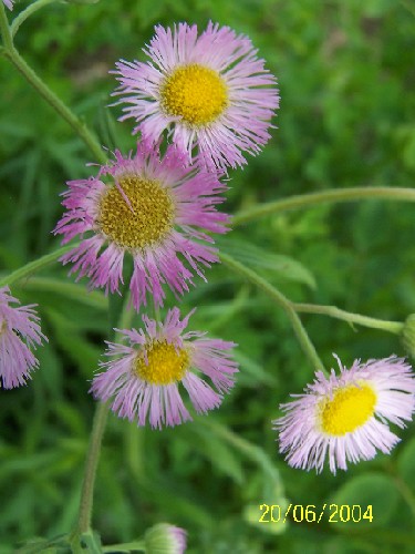 daisy fleabane1.jpg (55528 bytes)