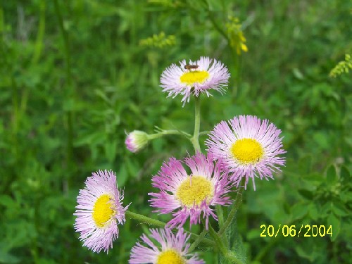 daisy fleabane2.jpg (54704 bytes)