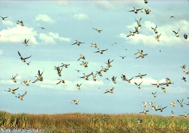 ducks in flight.jpg (62910 bytes)