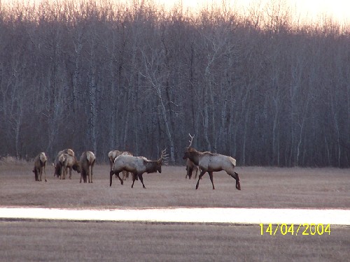 elk1.jpg (54572 bytes)