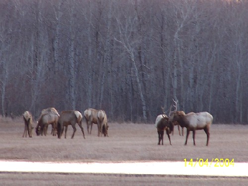 elk2.jpg (45710 bytes)