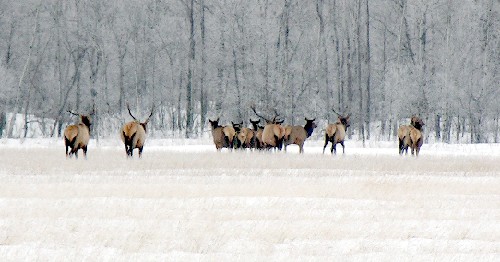 elk 02.jpg (44472 bytes)