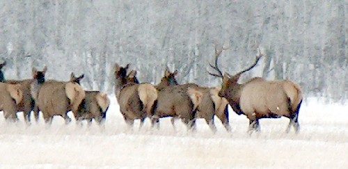 elk 03.jpg (36408 bytes)