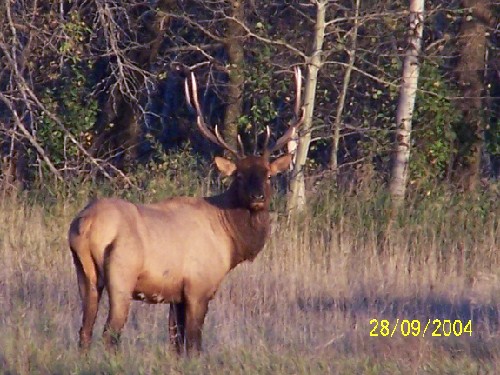 elkmoon1.jpg (75880 bytes)