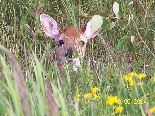 fawn1.jpg (93167 bytes)