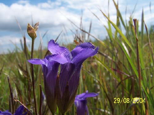 fringedgentian2.jpg (52627 bytes)