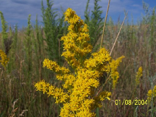 goldenrod1.jpg (66332 bytes)