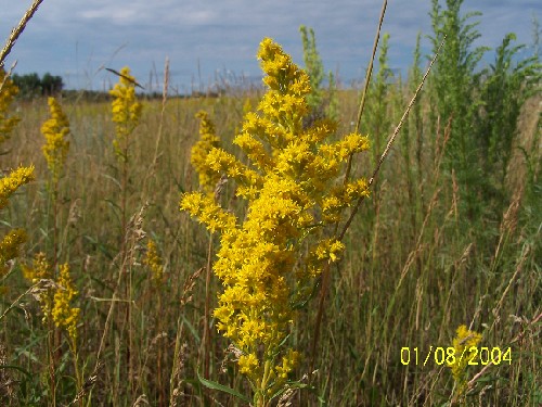 goldenrod2.jpg (78205 bytes)