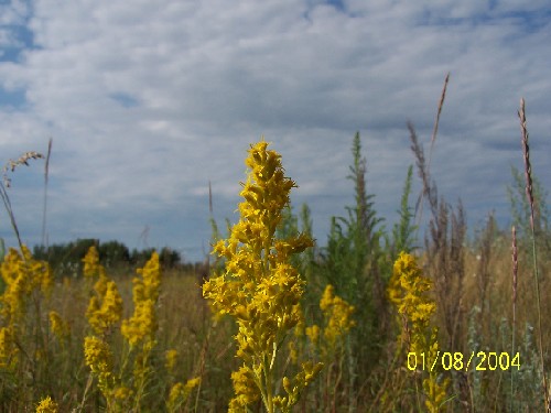 goldenrod3.jpg (50195 bytes)