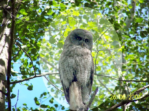 great grey owl.jpg (101246 bytes)