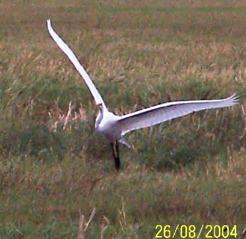 greategret1.jpg (74063 bytes)