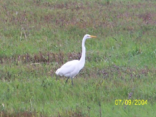 greategret10.jpg (65091 bytes)