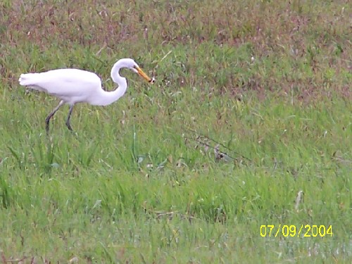 greategret11.jpg (67160 bytes)