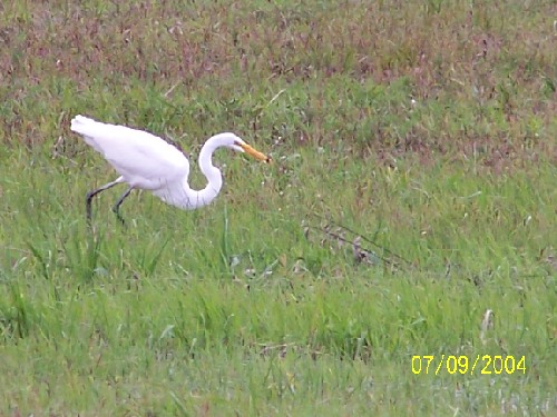 greategret12.jpg (67398 bytes)