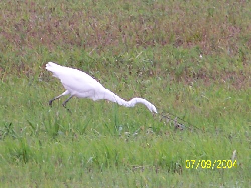 greategret13.jpg (60928 bytes)