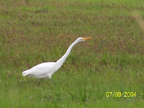 greategret14.jpg (54036 bytes)