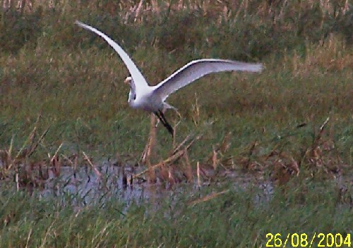 greategret2.jpg (60527 bytes)