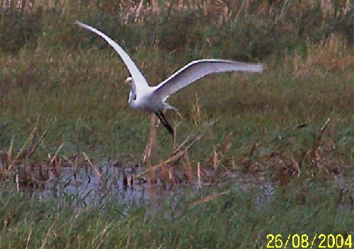 greategret2.jpg (60527 bytes)