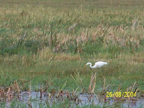 greategret3.jpg (69751 bytes)