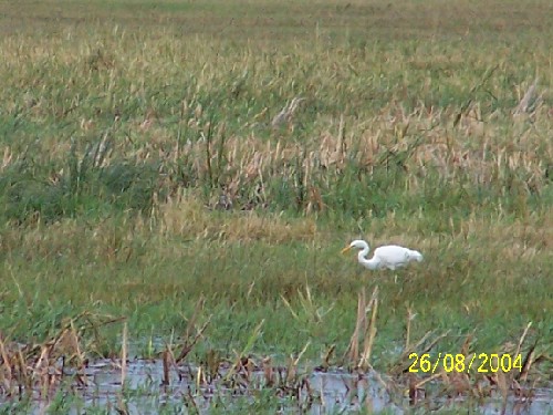 greategret4.jpg (69796 bytes)