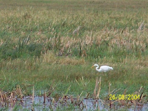 greategret4.jpg (69796 bytes)