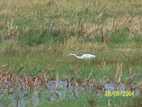 greategret5.jpg (73835 bytes)