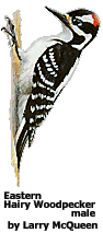 hawpeast.gif (8366 bytes)