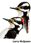 hawpheads.gif (10162 bytes)