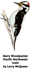 hawpwest.gif (8454 bytes)