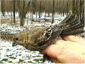 Immature House Finch