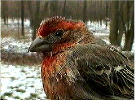 Adult Male House Finch