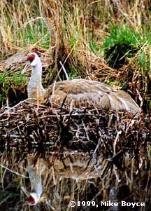 Nesting Crane