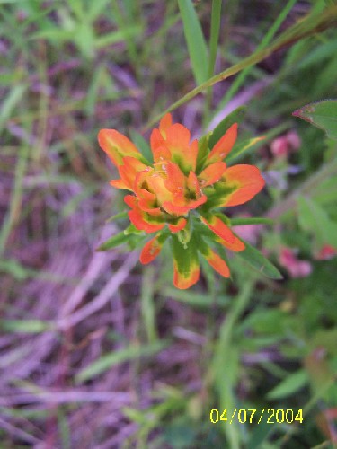 indian paintbrush2.jpg (47492 bytes)