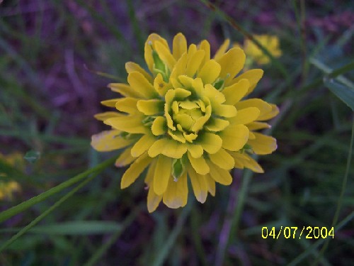 indian paintbrush3.jpg (41992 bytes)