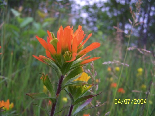 indian paintbrush 4.jpg (49545 bytes)