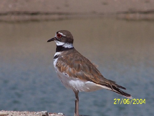 killdeer1.jpg (31209 bytes)