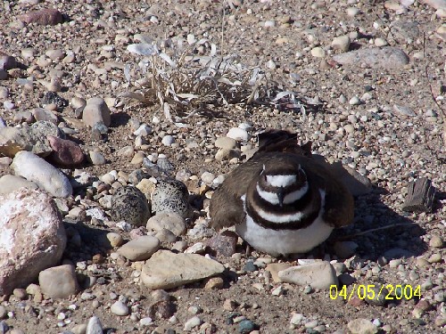 killdeer2.jpg (111352 bytes)