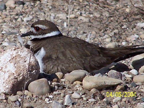 killdeer3.jpg (79269 bytes)