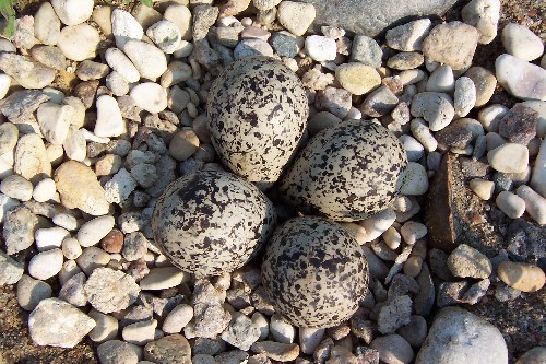 killdeer4.jpg (97479 bytes)