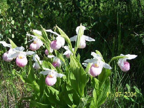 lady slipper-b.jpg (104120 bytes)